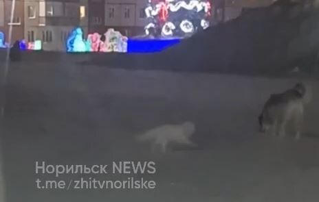     В Норильске дикий песец устроил игры с собакой