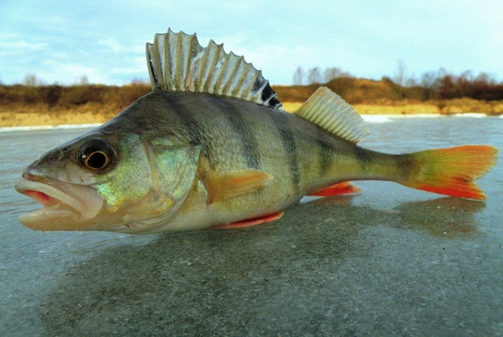 окунь в январе