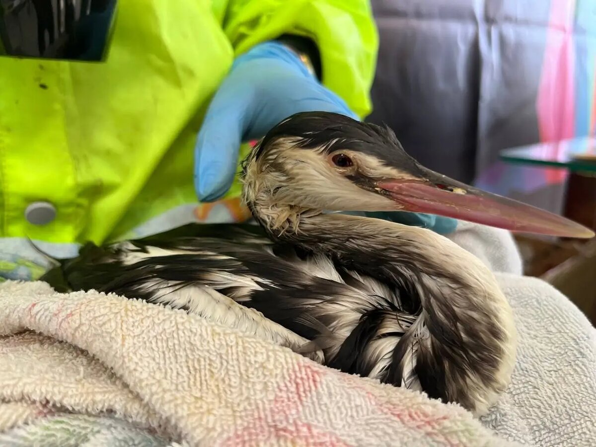     © Сочинское географическое общество. Александр Блинов