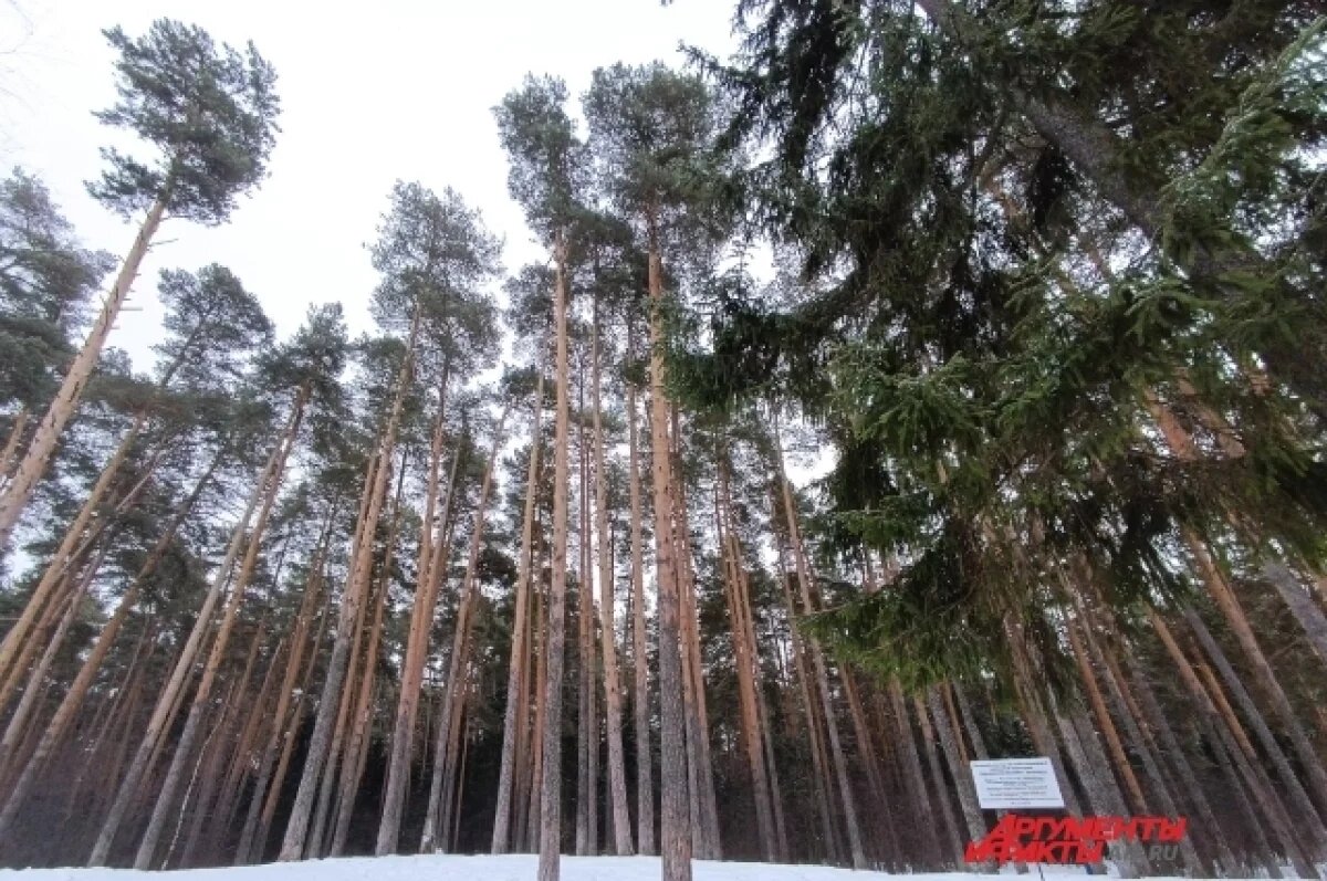    Житель Прикамья получил тяжёлые травмы после удара веткой при лесозаготовке
