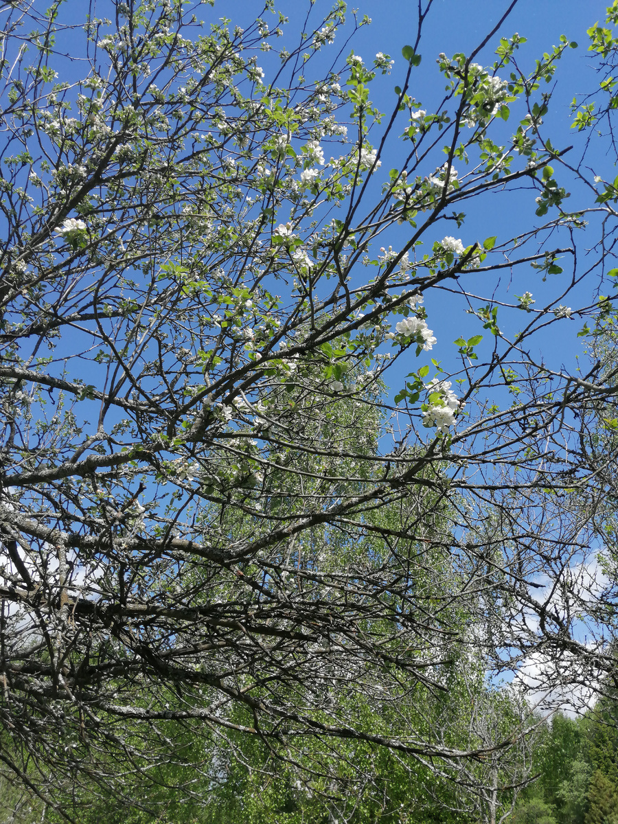 Последнее цветение