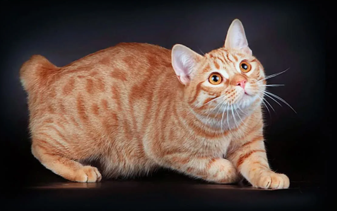 Отсутствие хвоста у мэнских кошек вызвано генетической мутацией. Этот же ген может приводить к врожденным аномалиям позвоночника и высокой смертности среди котят, из-за чего более половины новорожденных в помете нередко оказываются нежизнеспособными.