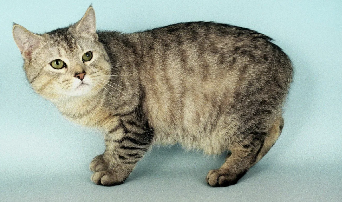 Мэнские кошки славятся своими охотничьими навыками. Благодаря силе, ловкости и природному инстинкту они прекрасно справляются с грызунами, что делает их особенно ценными для загородных домов и хозяйств.