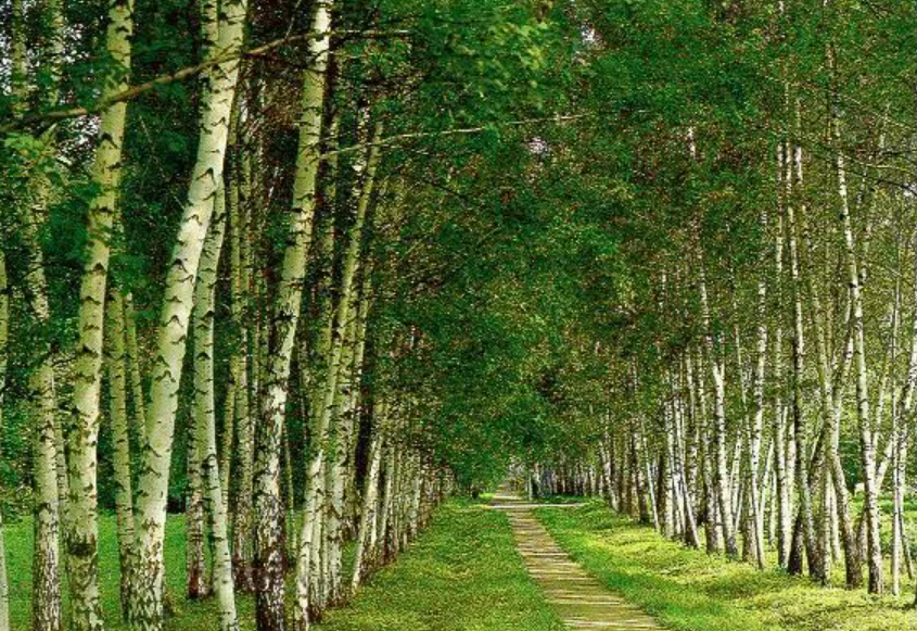 Прешпект, аллея в Ясной Поляне. 
