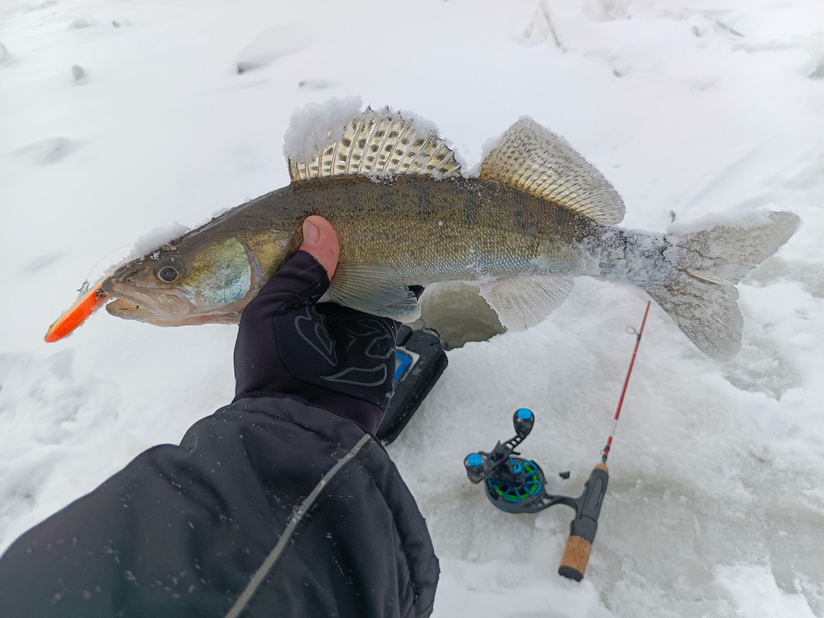 Трикси 90. Отпустил подрастать.