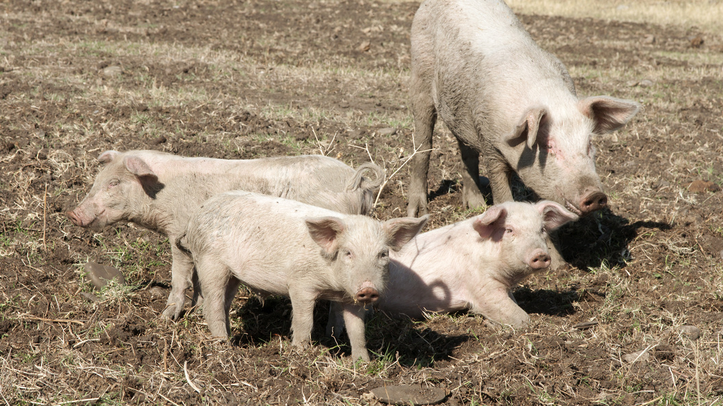    фото: Aleksey Smyshlyaev/Globallookpress