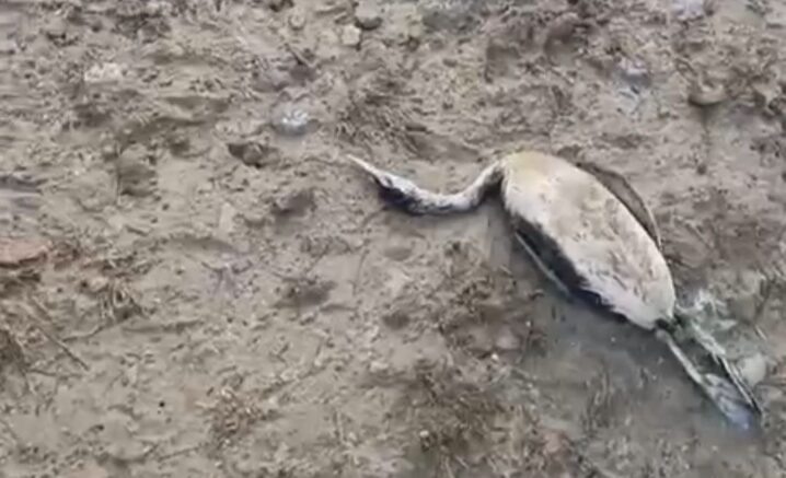    погибшая чомга на берегу Таманского залива / кадр из видео