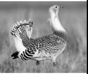 Так вот он какой страус калмыцких степей!