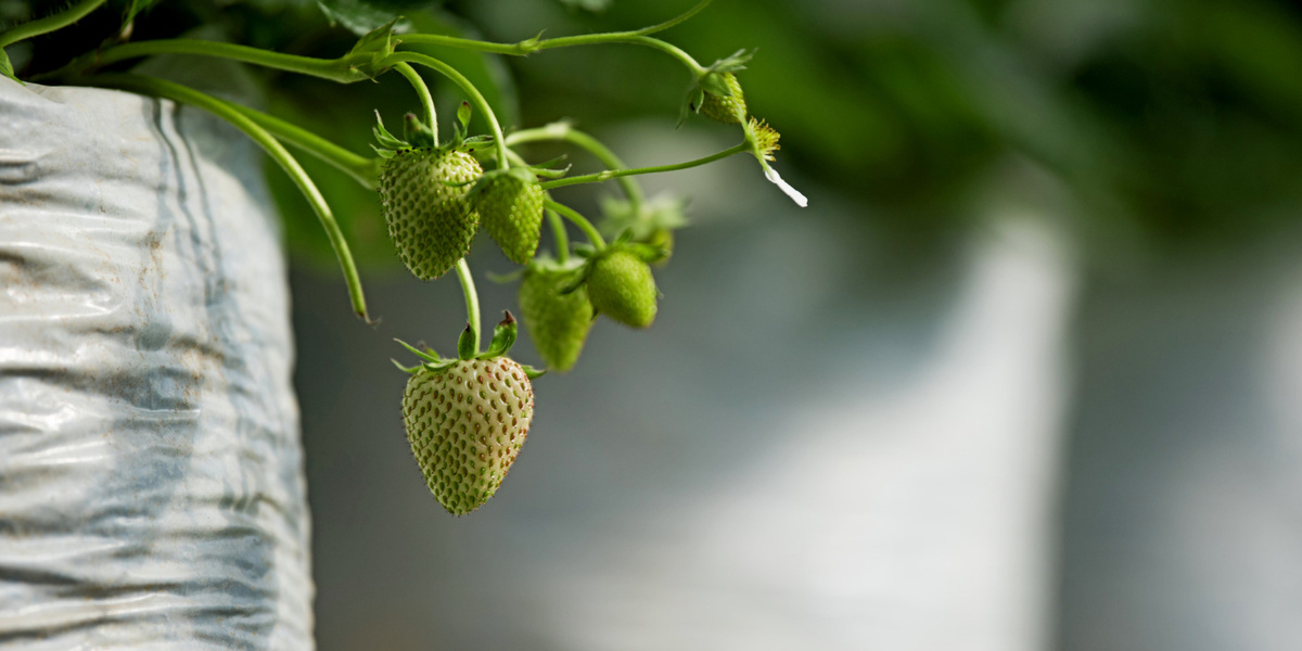 Фото: freepik.com