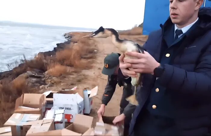 160 птиц после реабилитации 4 января выпустили в заказнике. Кадр из видео оперштаба Краснодарского края
