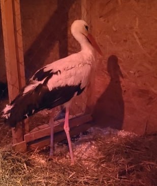 Eugen aka Женя. Фото: https://t.me/ecolog29/20928