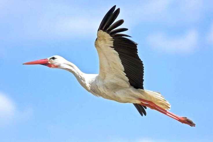 "Там, где муза убаюкивает ветром, Я как будто бы во сне умею летать"(с) Фото: ru.pinterest.com / Kot Pes