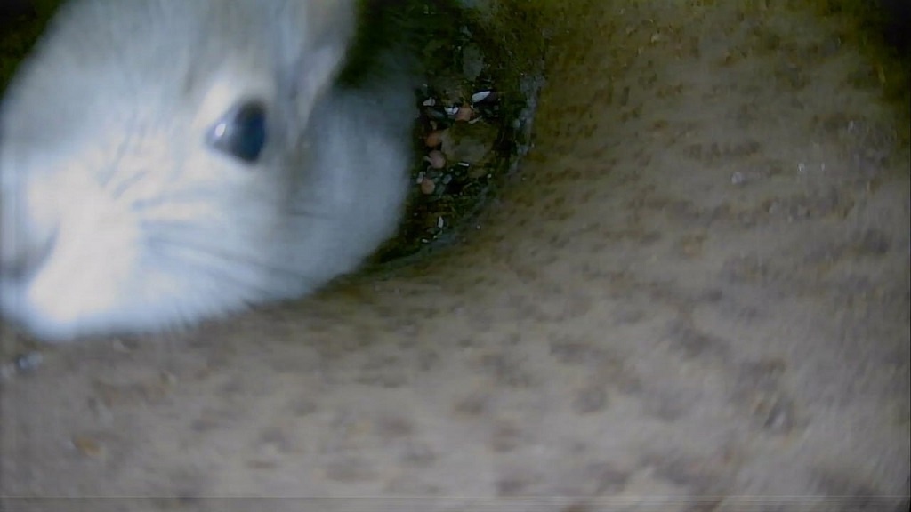    Фото: страница «Зооспас в Екатеринбурге» в ВК