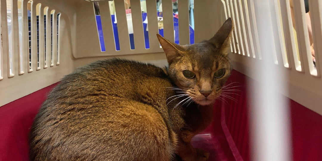 Породистый Анданте потерявший всё...