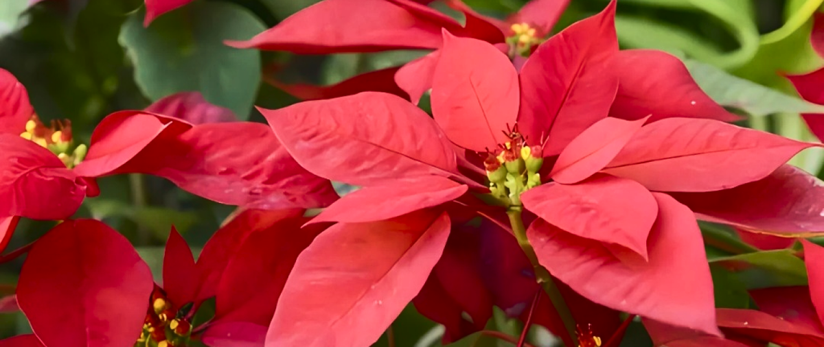 Пуансеттия цветок