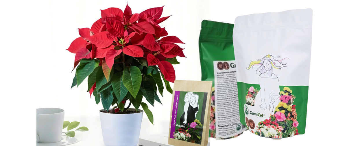 Пуансеттия домашняя Удобрение для комнатных растений ГумиЦел