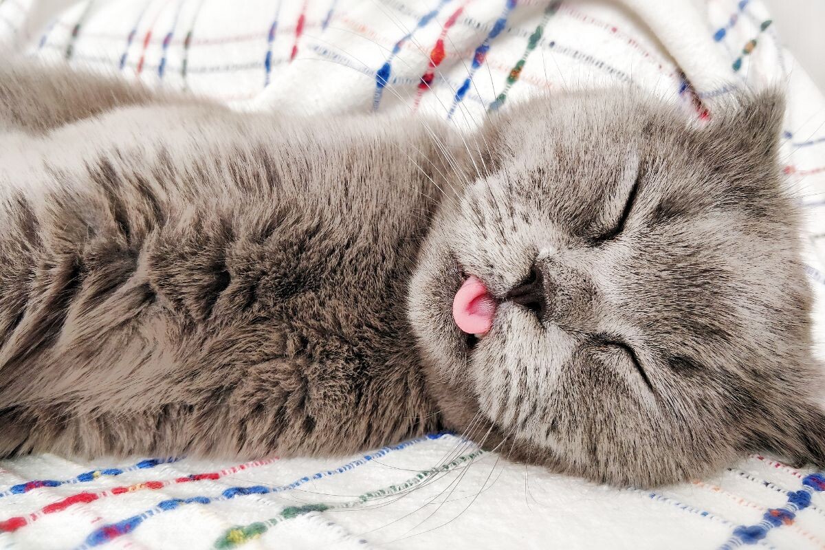 Кошка спит с высунутым языком