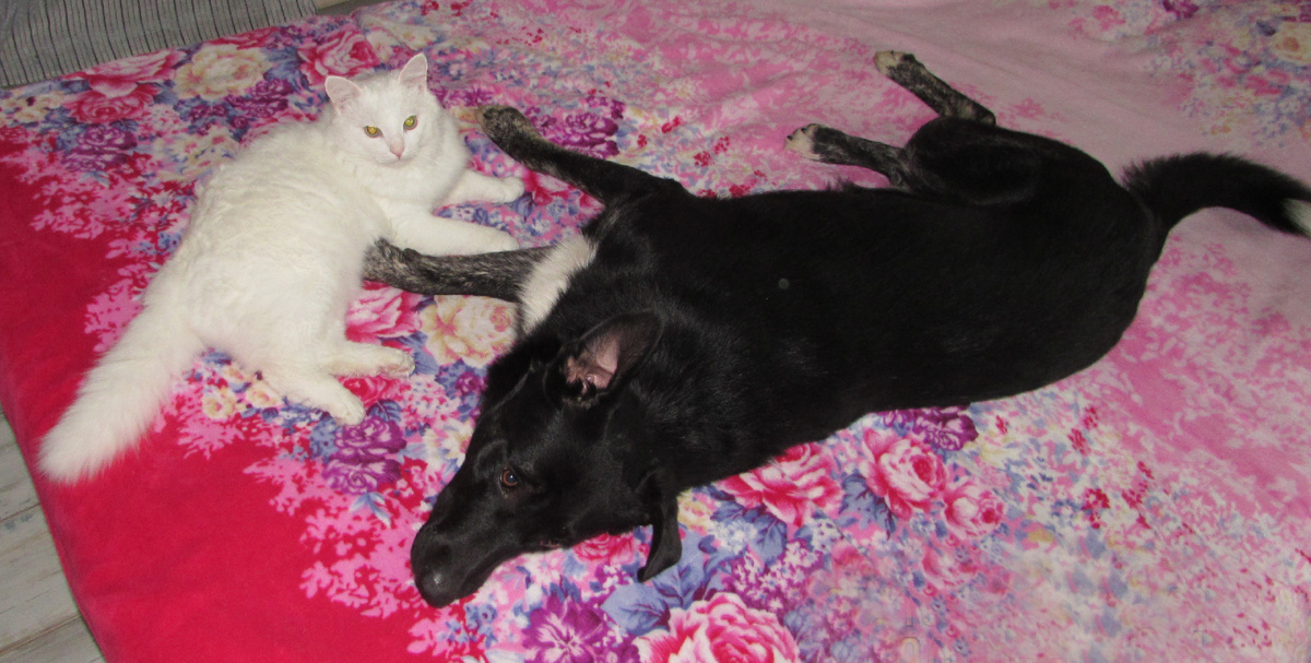 Бруно и Снежок