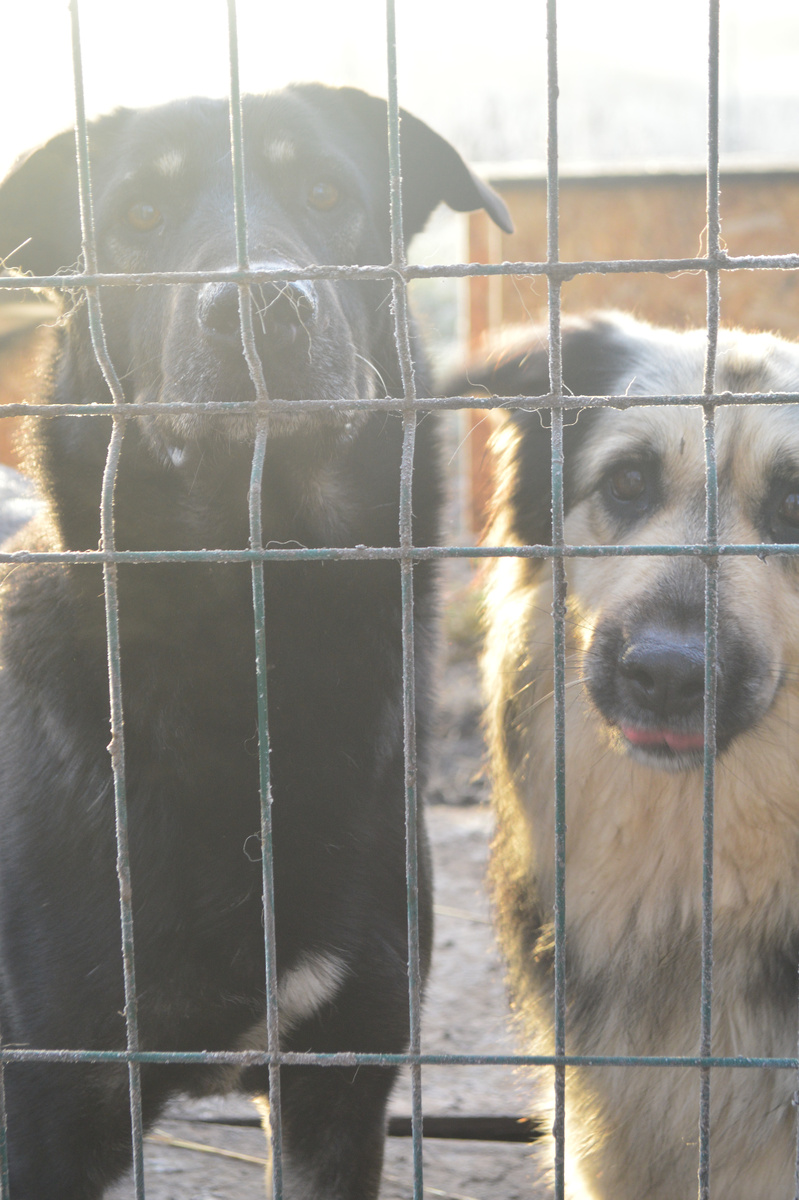 Вулкан и Вера