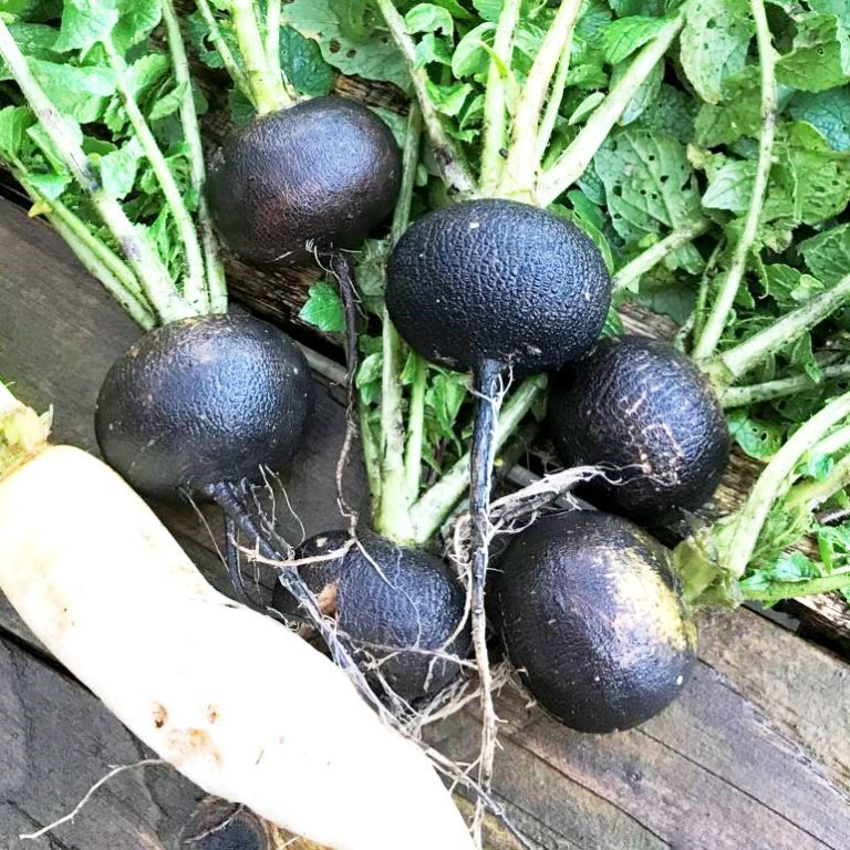 Фото взято с сайта продавца семян pomidom.com