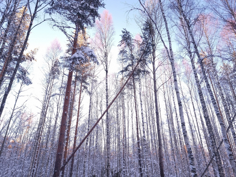    Названа причина вырубки деревьев в Петрозаводске рядом с парком "Патриот"Ирина Яковлева
