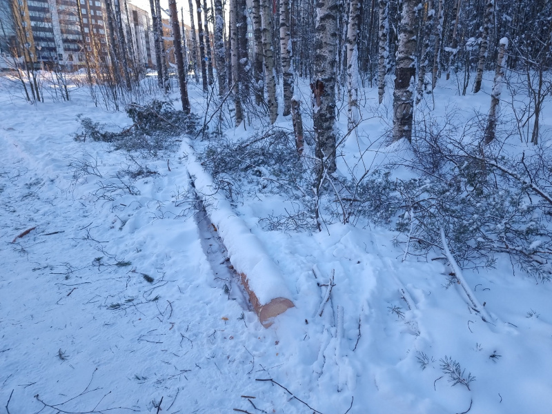    Названа причина вырубки деревьев в Петрозаводске рядом с парком "Патриот"Ирина Яковлева