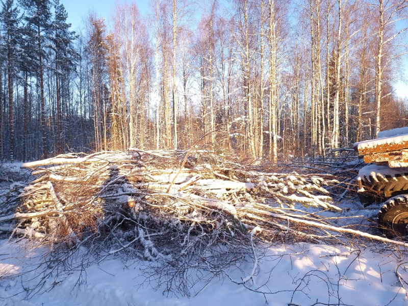    Названа причина вырубки деревьев в Петрозаводске рядом с парком "Патриот"Ирина Яковлева