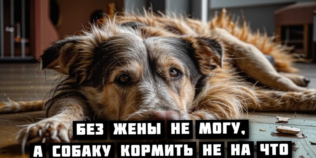 Алименты на собаку платить не могу. Сожаления «перпетум кобеле»