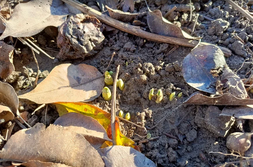 Нарциссы торопятся вылезти из земли на встречу теплому январскому солнышку.