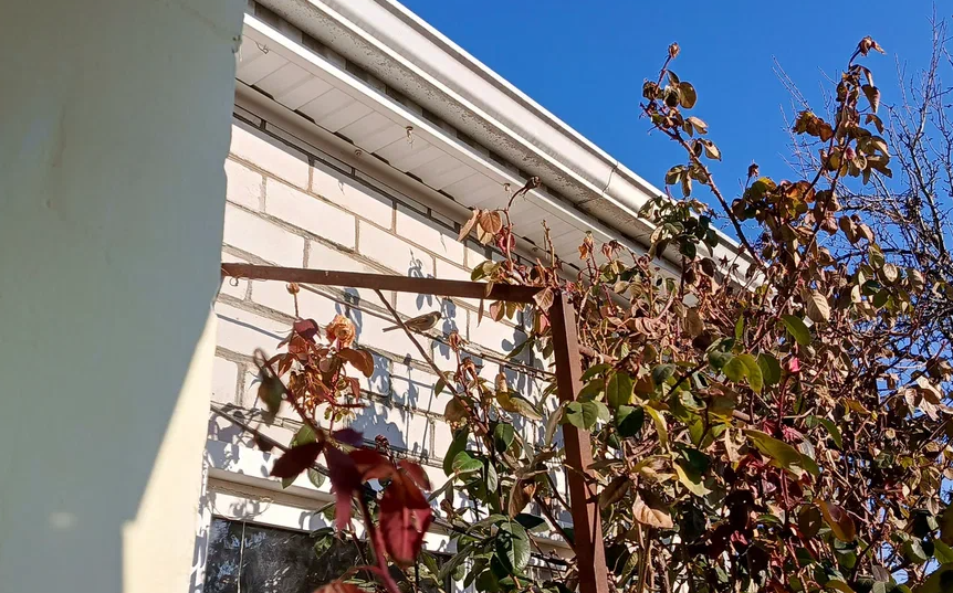 Пыталась сфотографировать воробьёв, но они все время улетали, как только я подходила ближе.