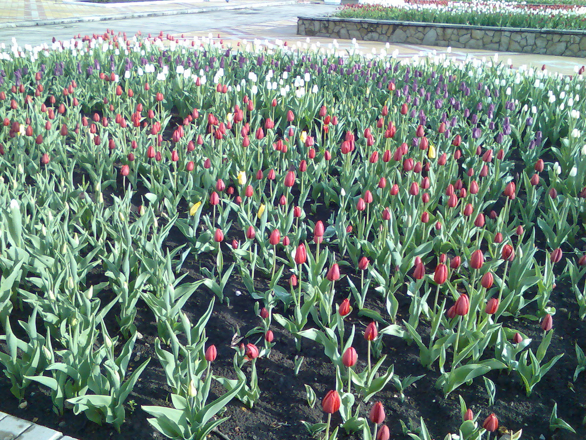 Знаменитые тюльпаны на бульваре Красная улица. 