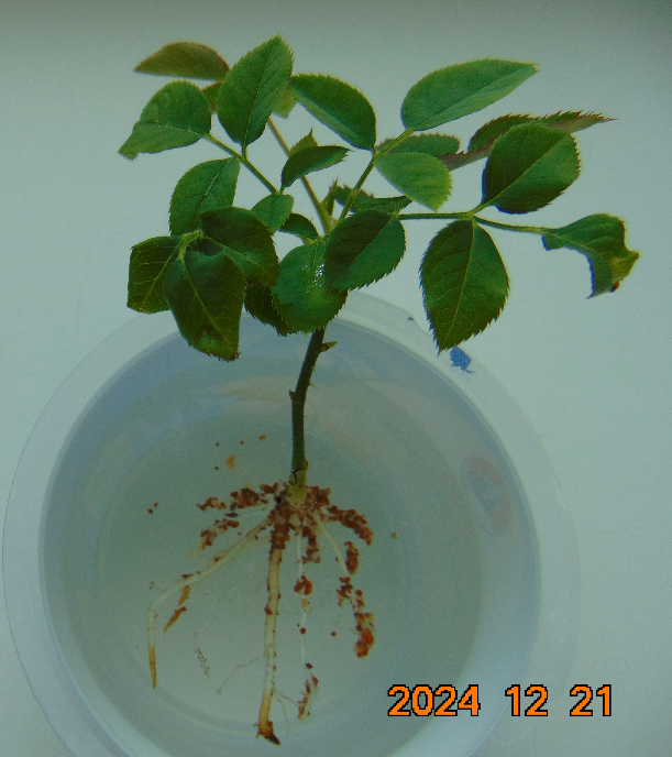 Почка - росток розы Hommage a Barbara