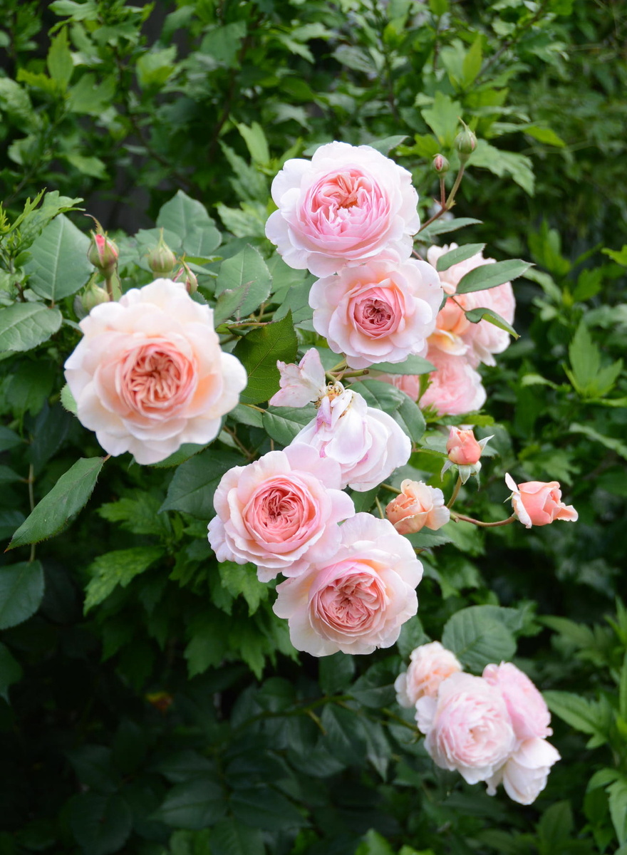 Э Шропшир Лэд