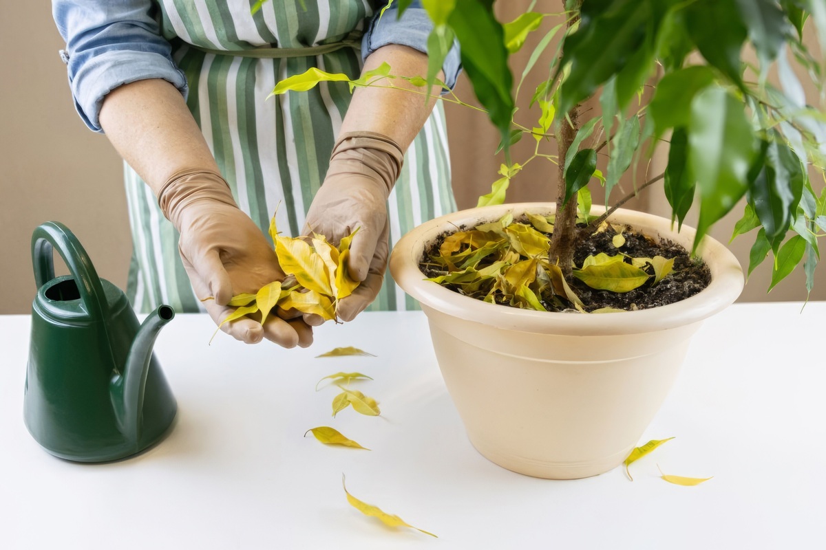     Фикус больше ни одного листа не сбросит, если сделать так