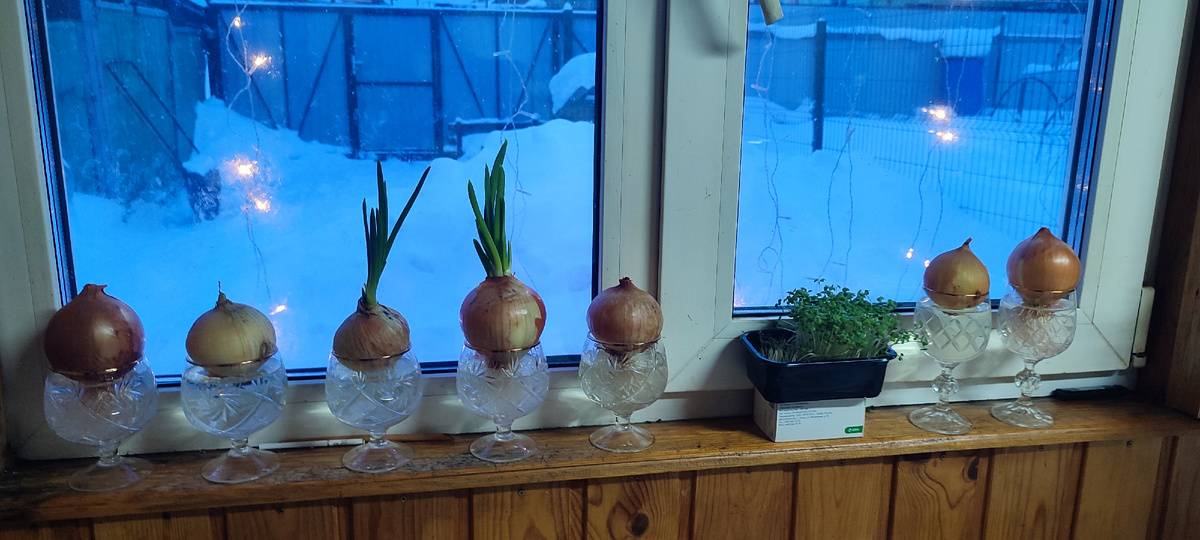 Растёт наш лучок потихоньку... 