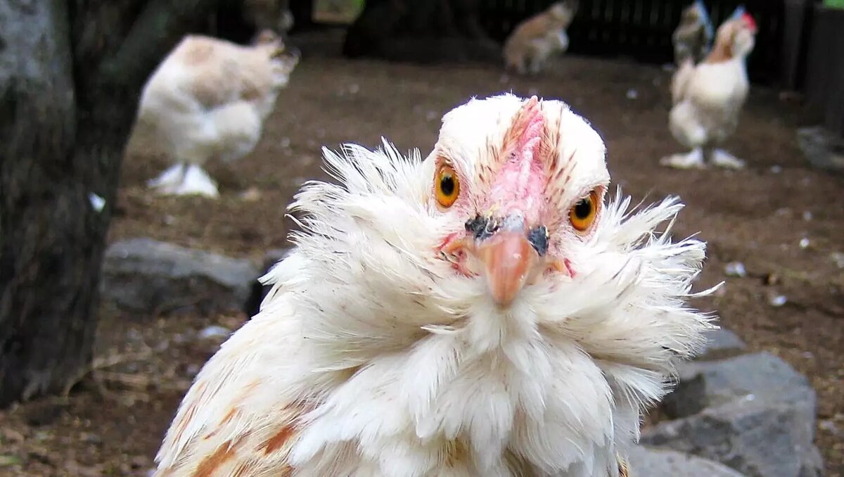     Автор: wikimedia.org