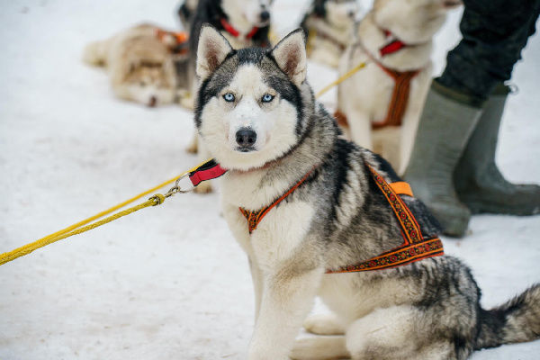    Фото: пресс-служба Минсельхозпрода МО