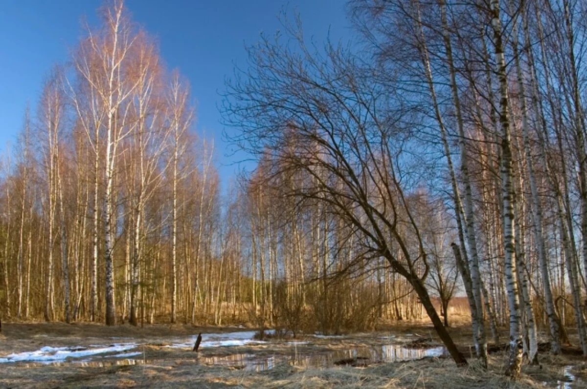   Необычно тёплый март ожидается в Псковской области