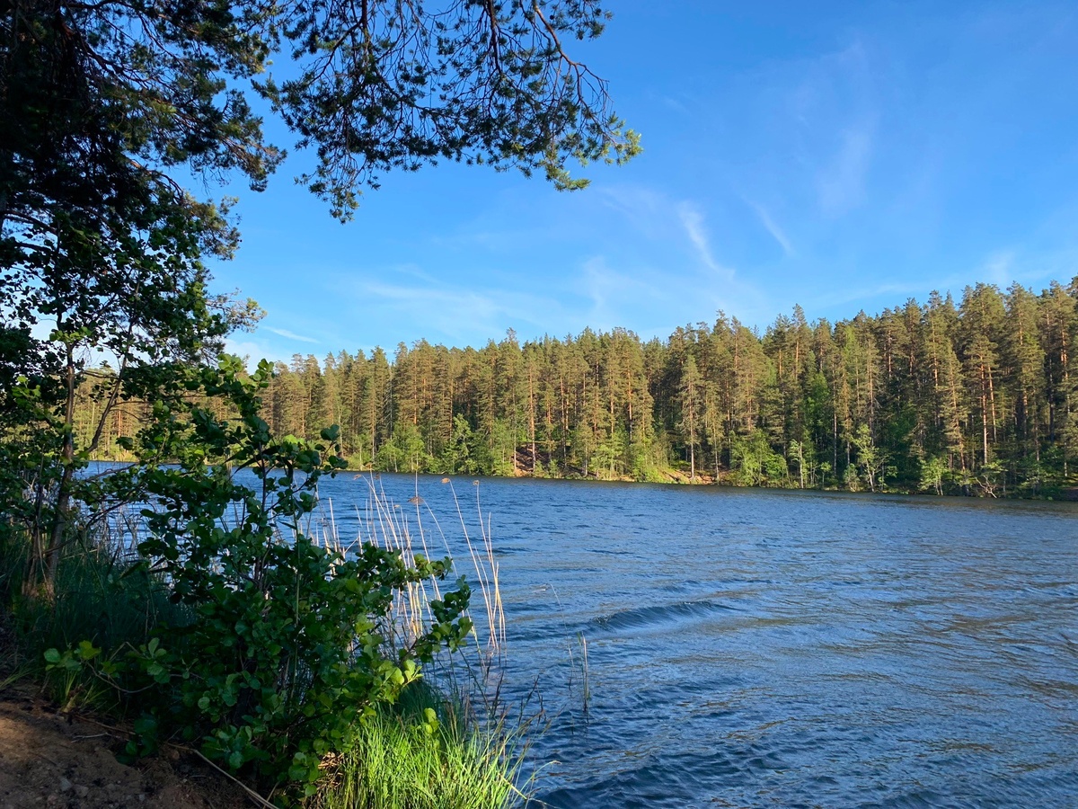 Западная часть озера Берестовое.