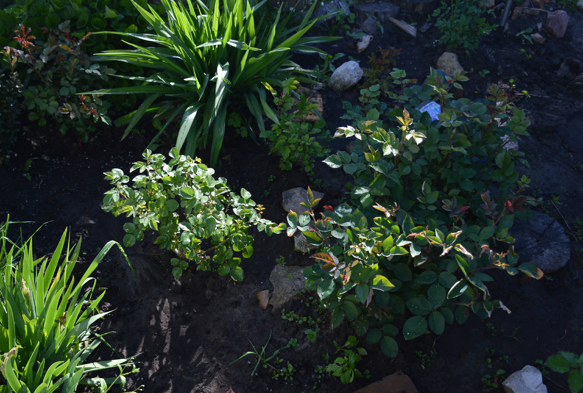 27 мая 2024 Розы Ксения, Пепита, Домен де Сен-Жан де Борегар, Хайди Клум и Голдэльзе