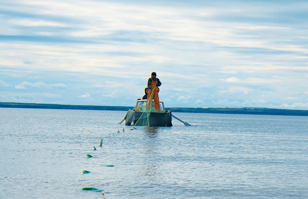    Ученые изучили популяции рыб в реках Таймыра / Источник: Пресс-служба ПАО «НК «Роснефть»