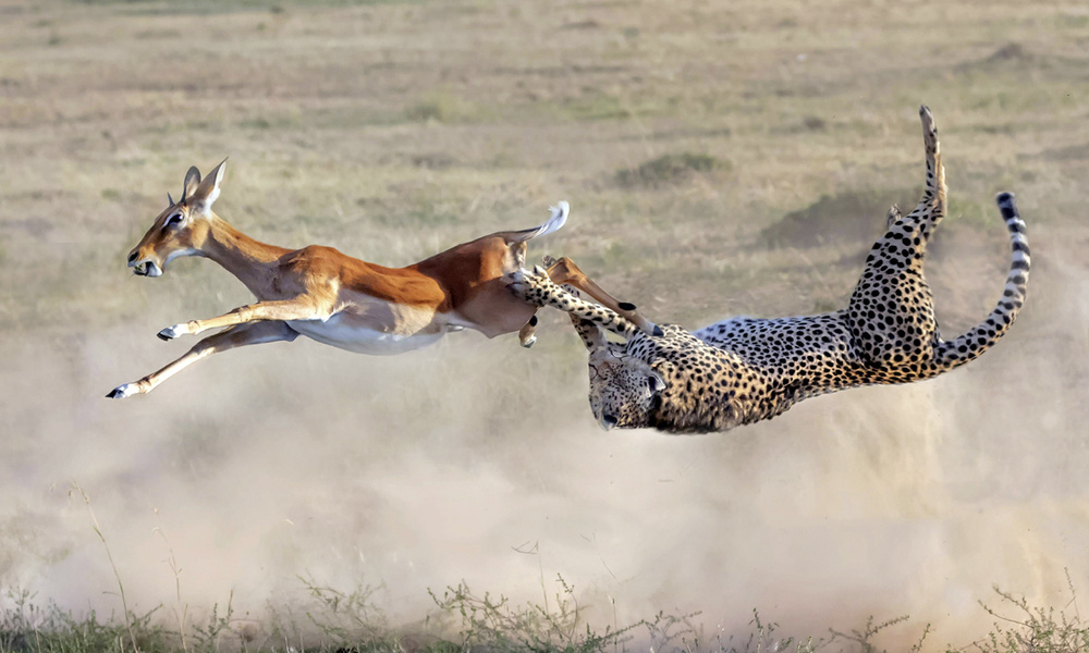 Вот он, знаменитый русский котохищник!
