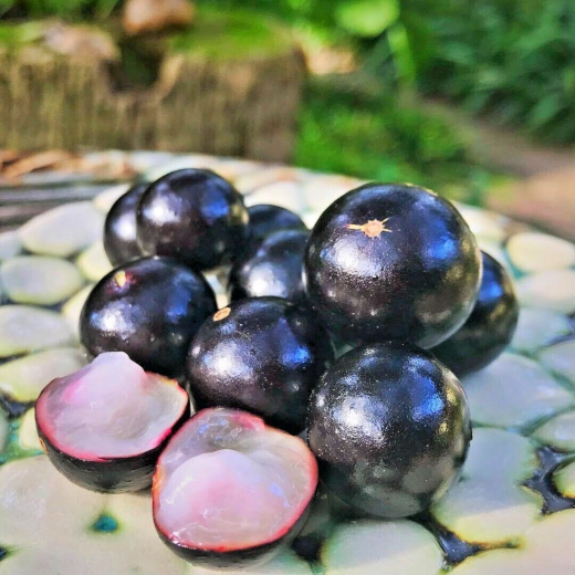 Плоды Ябутикабы похожи на нашу смородину, только намного больше