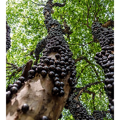 Выглядит жутковато...