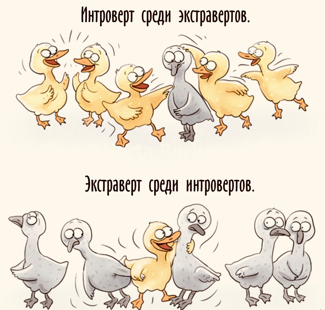 Фото из Яндекс картинки 