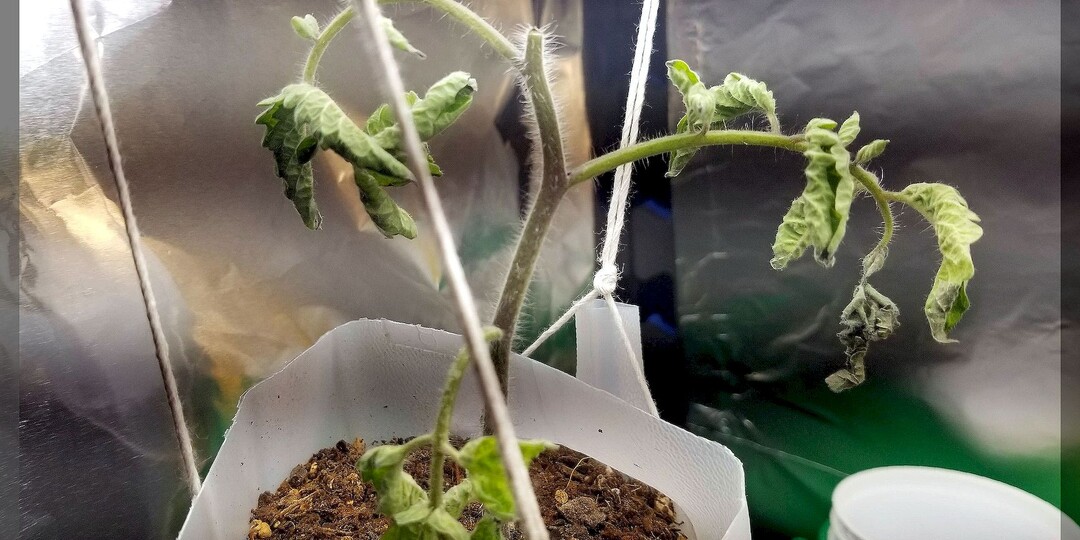 ТОП-10 ошибок при выращивании рассады томатов: ошибки, которые погубят вашу рассаду томатов