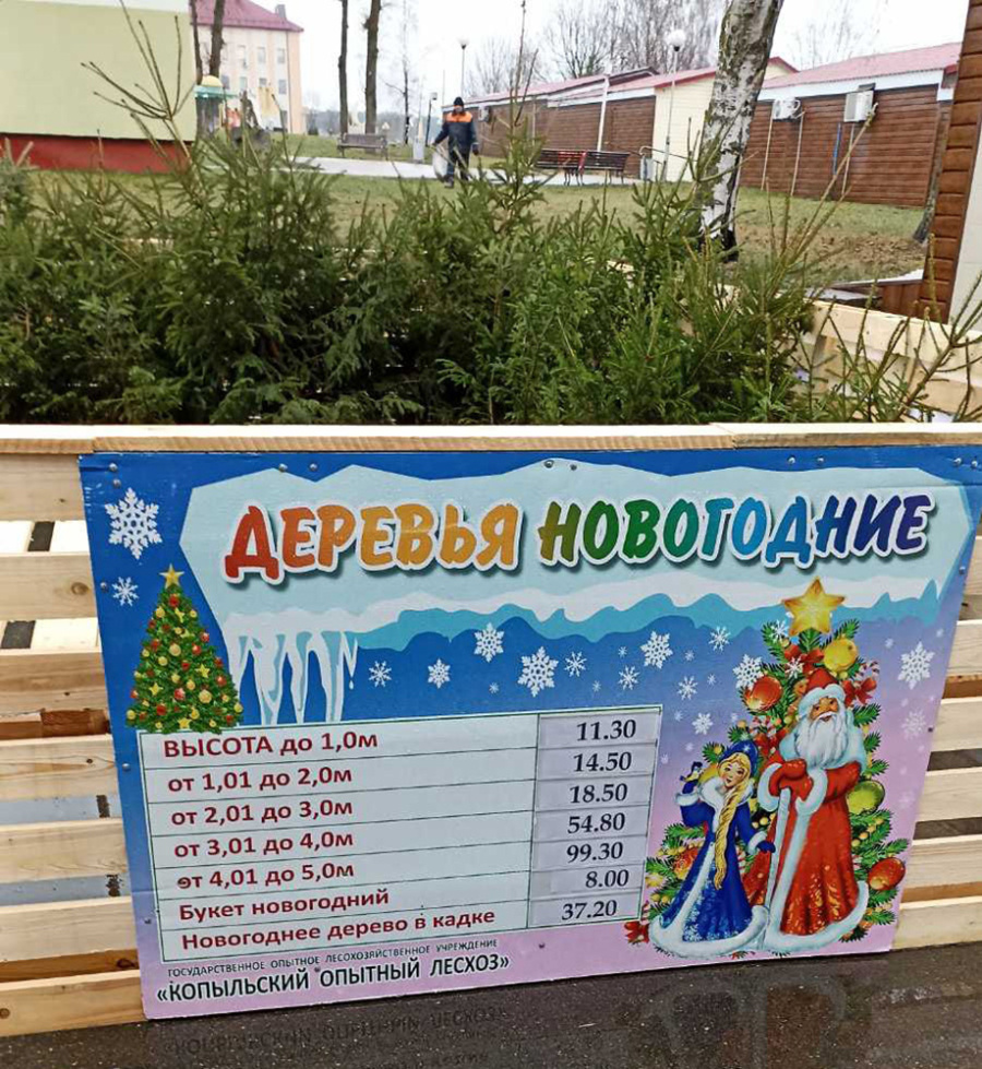     Рассказываем о "судьбе" новогодних деревьев, которые остались непроданными