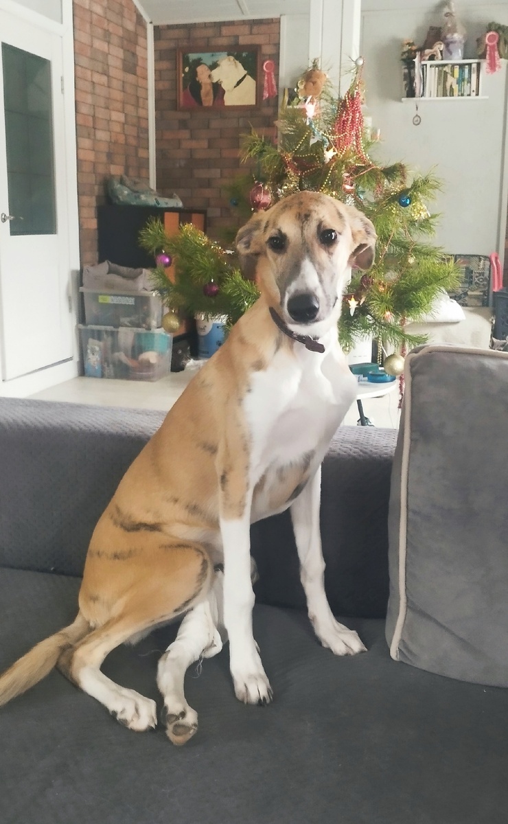 Еще один привет от нашей самой маленькой подопечной-Пули. 
