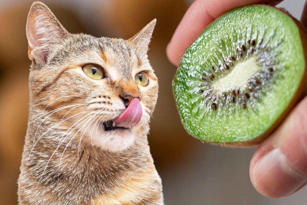 Можно ли кошкам киви