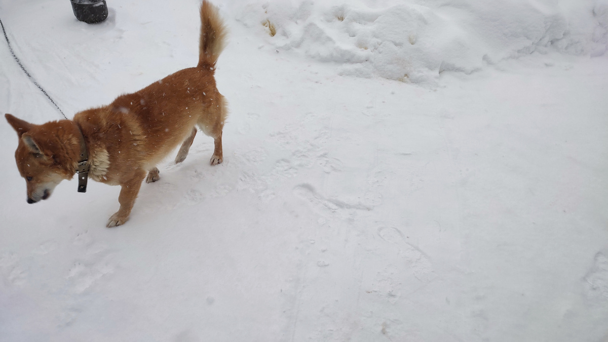 Пес Малыш составляет компанию мне на улице